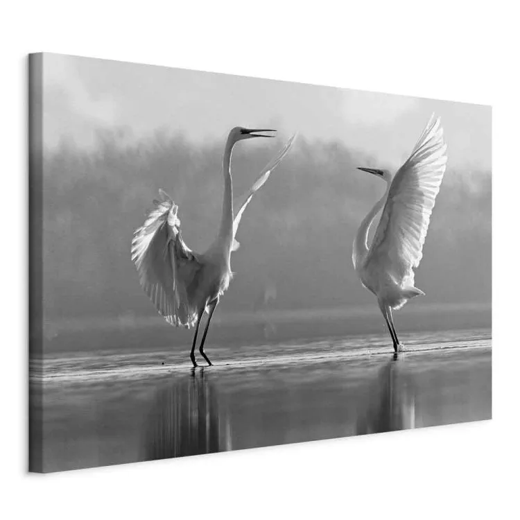 Vogeltanz der Liebe (1-teilig) - Schwäne im Wasser reflektiert