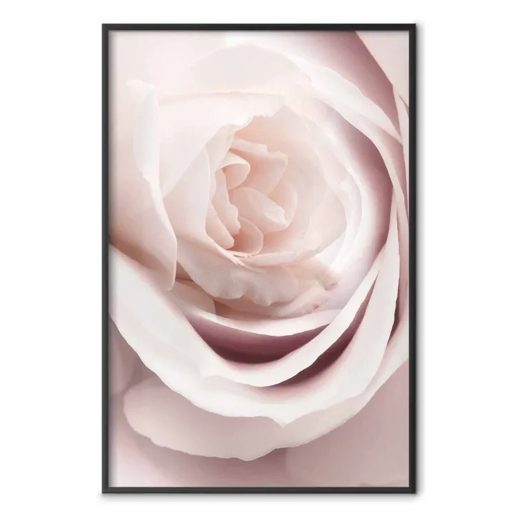 Porzellanrose - Hellrosa Pflanze mit einer schönen frischen Rosenblüte