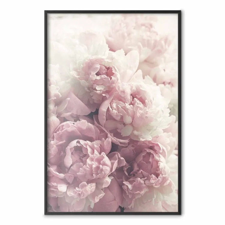 Zarte Pfingstrosen - Landschaft mit Feldern aus weißen und rosa Blumen