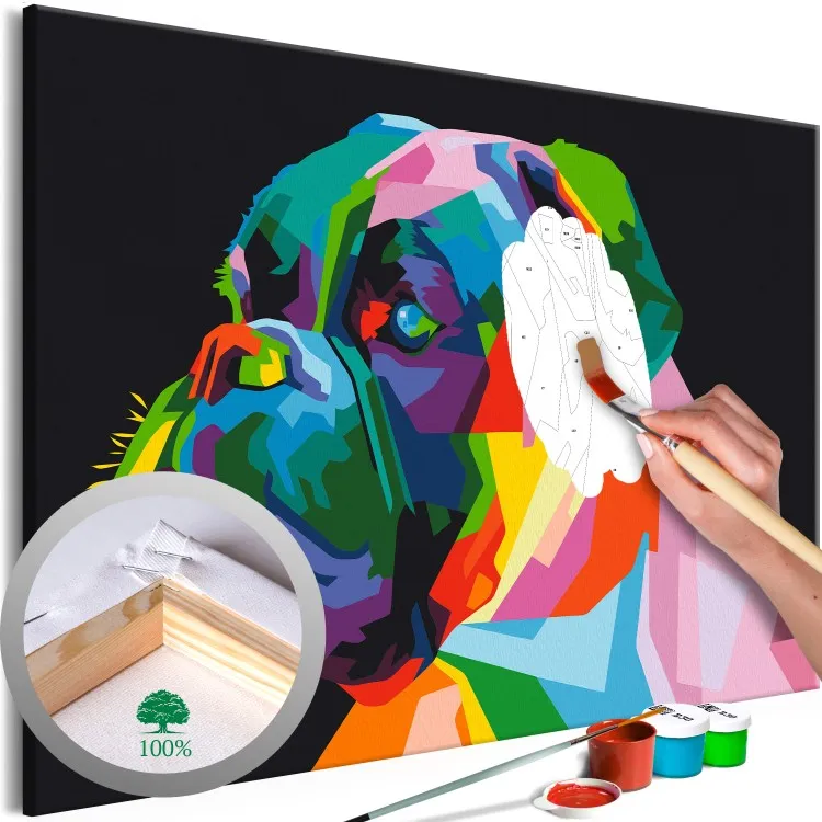 Colourful Boxer