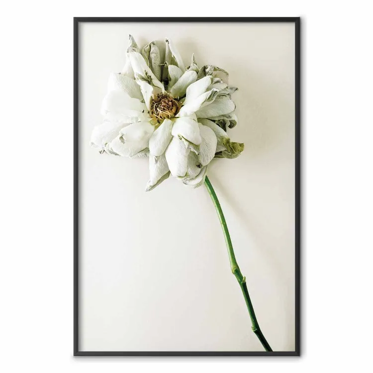 Ausgetrocknete Erinnerung - Pflanze mit weißer Blüte