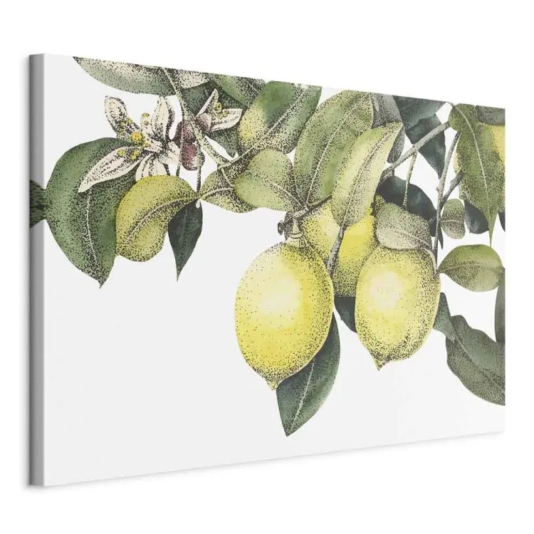 Zitronen und Blätter (1-teilig) - farbenfrohe Zitrusfrüchte am Baum