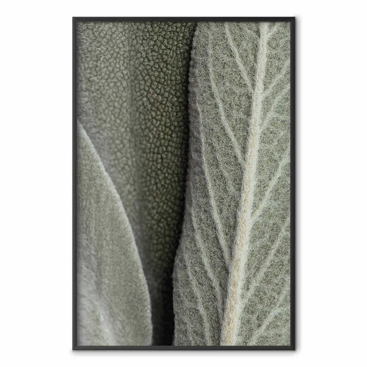 Sage Plant - Close-up of Rough Leaves